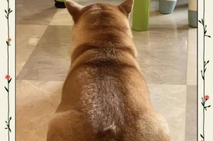 狗生产后多久可以出门？（了解狗犬产后期的养护与出行时间安排）