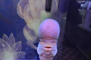 鱼头上长洞的原因和治疗方法（探究鱼头上小孔的成因及应对之道）