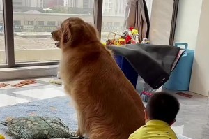 与孩子共同养狗的乐趣与挑战（培养责任心、加深亲子关系、教育孩子尊重生命）