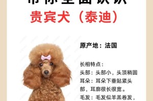 贵宾造型秘籍（掌握造型频率，让贵宾永远保持精致和时尚）