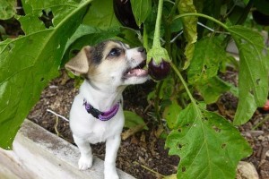 狗狗可否食用葡萄？解析其可能引发的中毒风险（了解狗狗是否可安全食用葡萄以及葡萄中毒的潜在影响）
