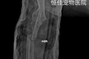 狗接受内固定手术后需要多久休息才能恢复？（了解狗接受内固定手术后的恢复时间及注意事项）
