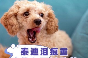 泰迪康复期饮食指南（健康营养助力泰迪宝宝快速康复）