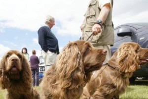 可卡是否会游泳？——揭秘可卡犬的游泳能力（宠物可卡犬的游泳之谜及应对措施）