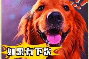 金毛狗适应新家的时间与方法（金毛狗适应新家的过程及注意事项）