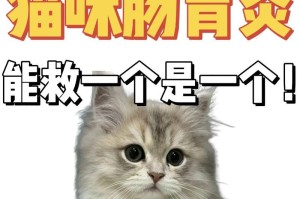 猫咪的粑粑频率调查（了解猫咪的排便习惯及相关注意事项）