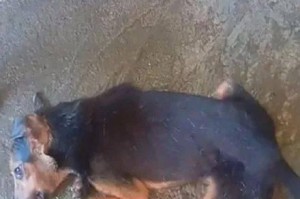 小狗死后多久会身体凉（探寻宠物离世后的变化及处理方法）