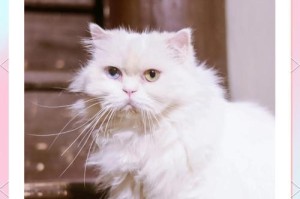 波斯猫的衰落（分析波斯猫养殖数量减少的原因与趋势）