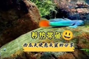 如何为养热带鱼提供适宜的水环境？（探索热带鱼的水质需求及合适的水源选择）