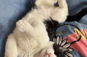 猫咪睡眠时长的重要性（探索猫咪睡觉的奥秘与益处）