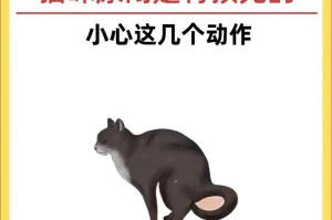 养猫须知（如何正确饲养猫咪）