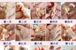 新生儿边牧断奶时间及注意事项（了解新生儿边牧的断奶时间，让它们健康成长）