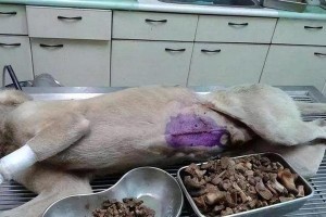 为什么狗狗总是爱吃石头？（探寻狗狗爱吃石头的原因及风险）