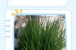 猫草的生长周期与食用时机研究（了解猫草的生长周期以及适宜的食用时机）