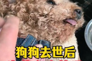 小狗眼睛的发育过程及其能见度时长（从出生到开眼）