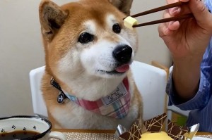 一个月大的小狗喜欢吃什么？（满足你家小狗的味蕾，给它最好的饮食）