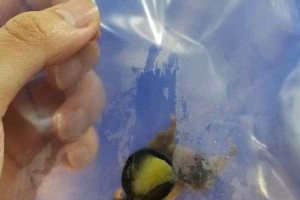 狗狗内窥镜手术（了解狗狗内窥镜手术康复的时间周期及关键因素）