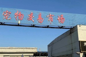 探索中国宠物市场的现状与趋势（追踪宠物行业的热潮与机遇，把握市场发展关键）