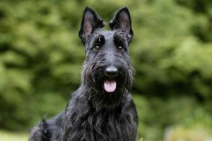 以梗类犬——无穷魅力的小猎犬（探寻梗类犬的历史、特点和养护之道）