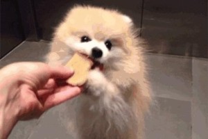 以博美的水果饮食为主（博美适合吃哪些水果？）