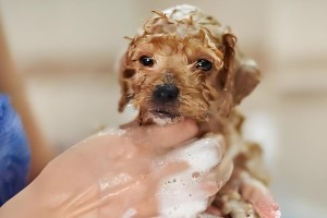 女生养泰迪，你需要知道的关键要点（带你了解如何细心照顾泰迪宝宝，让它们健康快乐成长）