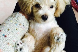 狗狗脚趾断裂后需要多久才能完全康复？（探讨狗狗脚趾断裂的康复时间及注意事项）