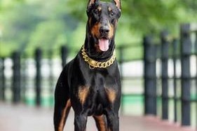 探索巨型犬的奇妙世界（揭秘世界上最大的巨型犬品种及其独特魅力）