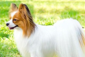 选择什么犬作为宠物是最聪明和最好养的选择？（聪明犬种的优点和挑选指南）
