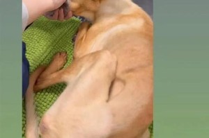 明星爱犬大揭秘（从明星养狗的角度看，这些狗狗品种才是最受欢迎的）