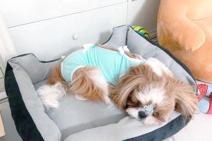 犬术前准备，让你的狗狗迎接绝佳表现（打造完美表演，准备工作不可忽视）