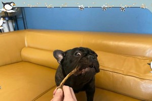 揭秘法斗价格之谜（饲养法斗的方法及价格解析）