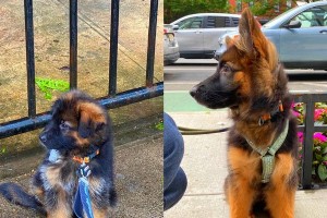 德牧幼犬的疫苗接种时间表（了解德牧幼犬疫苗接种的关键信息）