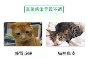 猫感冒咳嗽的治疗与康复时间（了解猫感冒咳嗽的治疗方法及其康复进程）