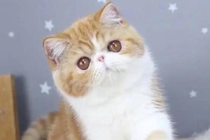 探讨加菲猫的价格与最值钱颜色（加菲猫的价格与颜色）
