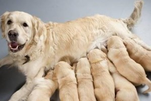 狗狗怀孕前兆详解（了解狗狗怀孕前兆的关键信息）