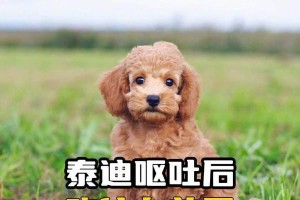 常见食物中对泰迪身体有益的八种食物（宠物狗健康的秘诀，这些食物你家有吗？）