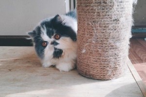 加菲波斯猫的饮食习惯与营养需求（了解加菲波斯猫的食物选择和健康指南）