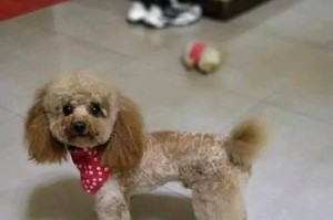 泰迪犬毛发护理的完美指南（教你如何定期给泰迪修剪毛发，让它始终保持迷人外貌）