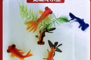 金鱼眼睛爆了，引发的原因及处理方法（探究金鱼眼睛爆裂的原因和如何应对）