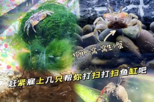 家庭宠物蟹的养殖选择及注意事项（了解蟹类宠物的适宜环境和食物需求，让您的家庭生活更加丰富有趣）