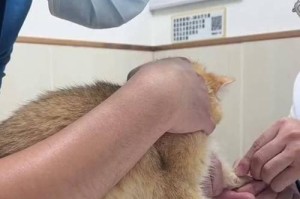 猫咪每天舔毛引发严重健康问题的必要性（舔毛过度是否需要手术干预？）