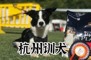 训犬需要多长时间？（探究训犬的时效性与耐心——从基础训练到高级技能）