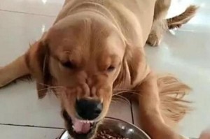 揭开狗狗护食的原因与解决方法（为什么狗狗会护食？如何解决狗狗护食的问题？）