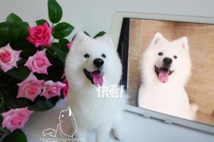 萨摩犬毛剃光后需要多久才能长出来？（剪毛后的萨摩犬毛发生长周期及护理技巧）