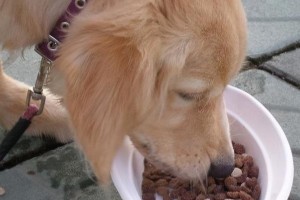 如何控制幼犬的进食量（宠物主人必知的健康养犬法）