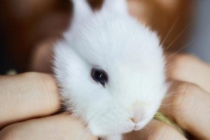 兔子的养护技巧及注意事项（让您的宠物兔健康成长的15个养护要点）