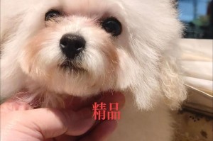 泰迪犬打完疫苗后的洗澡时间掌握（疫苗注射后的适当洗澡时间及注意事项）