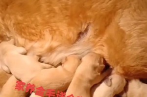 金毛犬训练指南（培养金毛犬的良好行为习惯，提高与主人的互动关系）