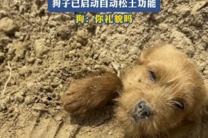 狗死后多久可以埋（探讨宠物狗死后的合适埋葬时间）