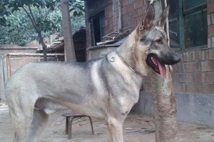 与狼青犬为伴的不可思议之旅（从陌生到亲密，一只狗的陪伴让我重新定义生活）